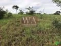 Fazenda ótima para pecuária e lavoura ou integração das mesmas