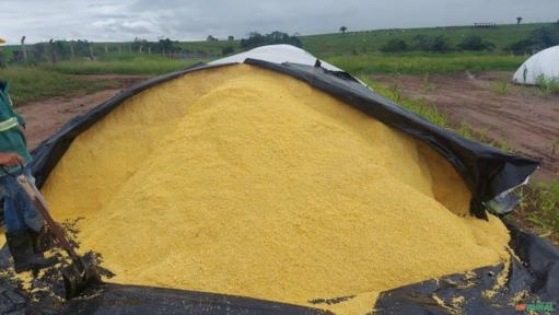 Imagem Embolsadora de Grãos Úmidos e Reidratados - SEGU 40 Imagem Embolsadora de Grãos Úmidos e Reidratados - SEGU 40