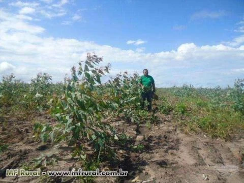 Fazenda à venda no Maranhão (chapadinha)