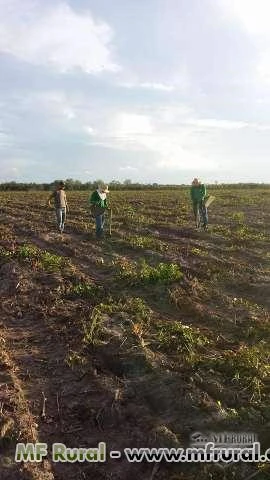 Fazenda à venda no Maranhão (chapadinha)