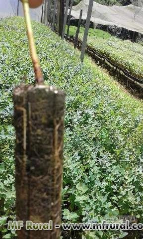 Mudas de eucalipto Imagem Mudas de eucalipto