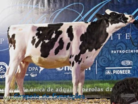 BEZERRAS, NOVILHAS E VACAS  HOLANDESAS - GENÉTICA DE LEITE