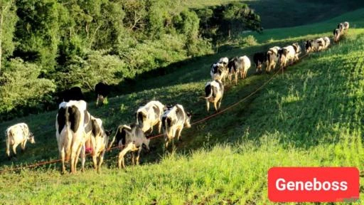 BEZERRAS, NOVILHAS E VACAS  HOLANDESAS - GENÉTICA DE LEITE