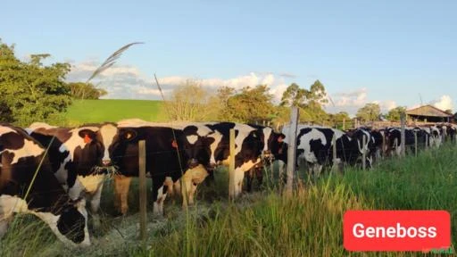 BEZERRAS, NOVILHAS E VACAS  HOLANDESAS - GENÉTICA DE LEITE