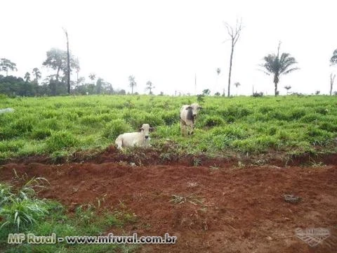 LINDA FAZENDA NO PARA