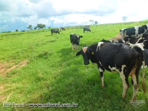 Fazenda em Pontalina GO