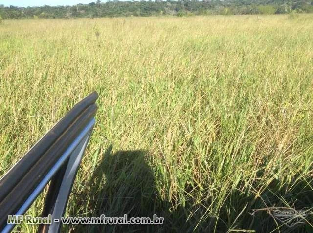 Fazenda no Mato Grosso Vendo urgente