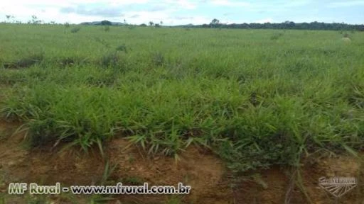 Fazenda em Goias pecuária e agricultura