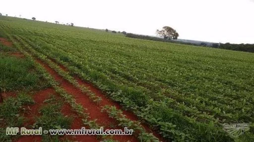 Fazenda para soja próximo a Goiânia