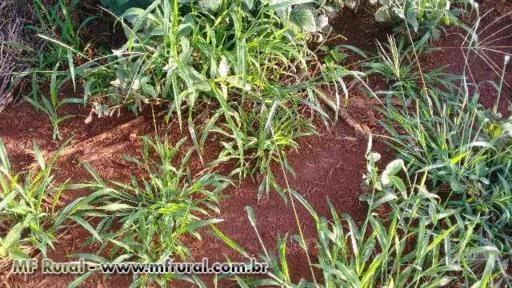 Fazenda próximo a Rio Verde GO para soja