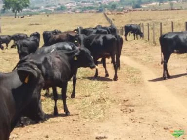 Novilhas e vacas girolando