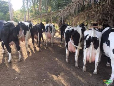 Novilhas e vacas girolando