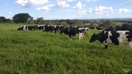 Novilhas e vacas girolando