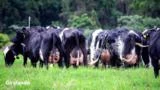 Novilhas e vacas em lactação