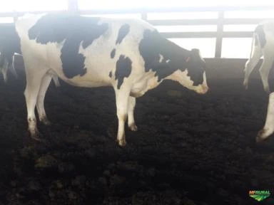 Novilhas e vacas em lactação