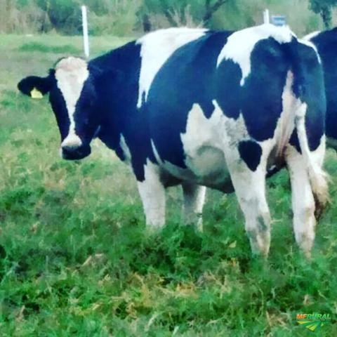 Vacas e novilhas leiteiras