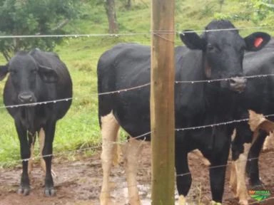 Vacas e novilhas leiteiras