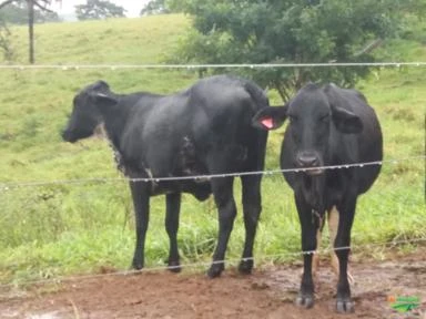 Vacas e novilhas leiteiras