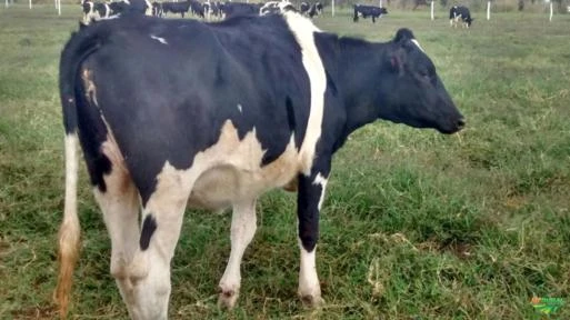 Vacas e novilhas leiteiras