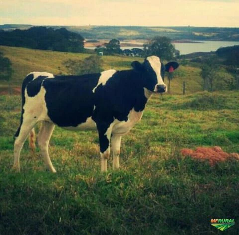 Vacas e novilhas leiteiras