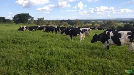 Vacas e novilhas leiteiras