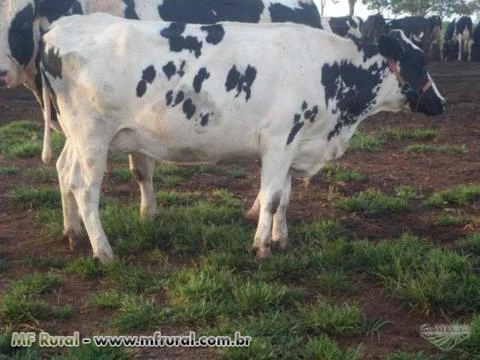 Gado leiteiro, girolando,