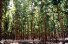 Créditos de reposição florestal