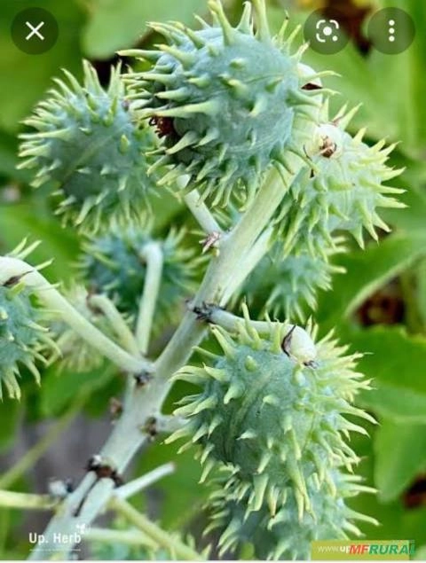 Adubo orgânico torta de mamona Imagem Adubo orgânico torta de mamona