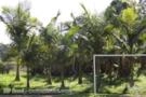 PALMEIRAS REAIS DA AUSTRÁLIA Imagem PALMEIRAS REAIS DA AUSTRÁLIA