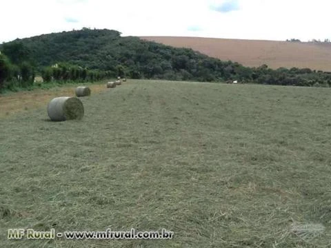 SILAGEM PRÉ-SECADA DE TIFTON