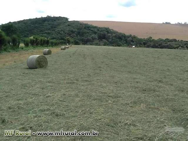 SILAGEM PRÉ-SECADA DE TIFTON