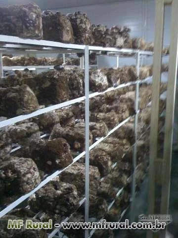 Chacara com cultivo de cogumelo shiitake