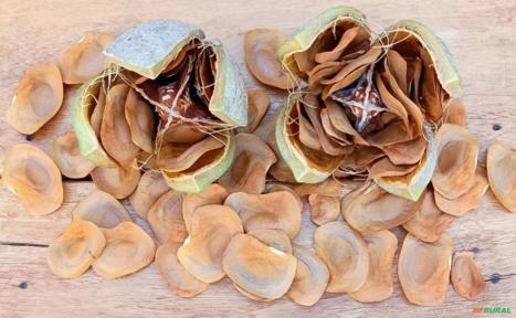 Sementes Mogno Africano Imagem Sementes Mogno Africano