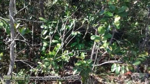 FAZENDA EM TABAPORÃ ENTRE SINOP E ALTA FLORESTA 7160 HA AGRICULTURA E PECUARIA