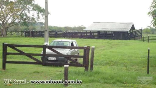 FAZENDA PARA GADO EM CEREJEIRAS-RÔNDONIA COM 206 ALQUEIRES