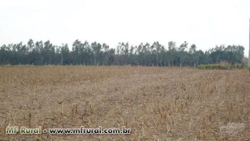 FAZENDA DE TERRAS ROXAS COM 416,24 HECTARES SENDO ABERTOS 326 HECTARES