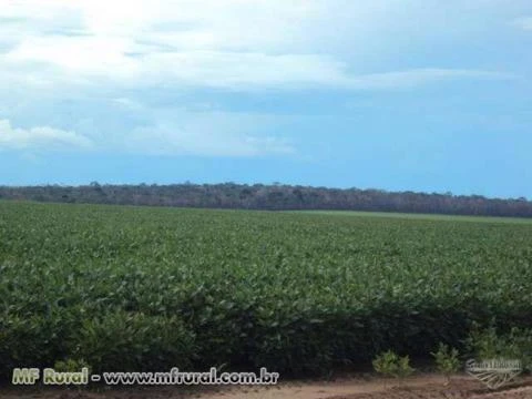 ARRENDO 2 FAZENDAS PARA SOJA EM RÔNDONIA