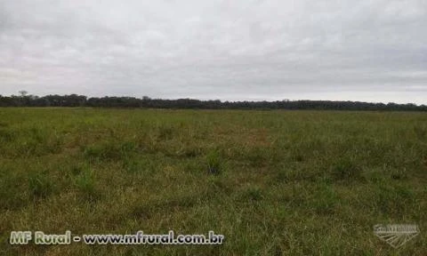 FAZENDA DUPLA APTIDÃO GADO/SOJA NA CIDADE DE CEREJEIRAS-RO COM 1523 HECTARES