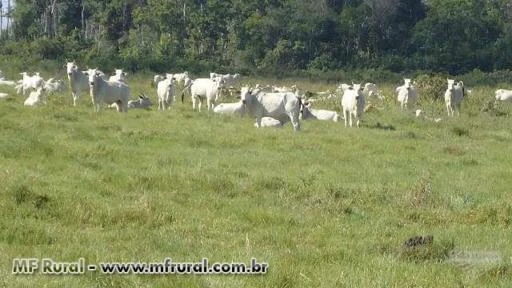 FAZENDA DUPLA APTIDÃO GADO/SOJA NA CIDADE DE CEREJEIRAS-RO COM 1523 HECTARES