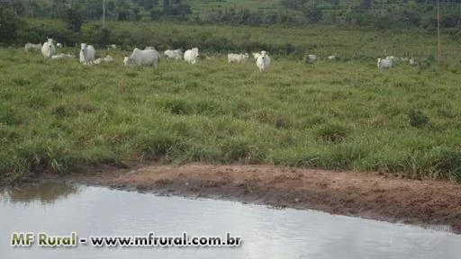 FAZENDA PARA GADO NA RGIÃO DE CHUPINGUAIA -RO COM CAPACIDADE PARA 4000 BOIS