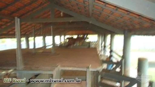 FAZENDA PARA GADO NA RGIÃO DE CHUPINGUAIA -RO COM CAPACIDADE PARA 4000 BOIS