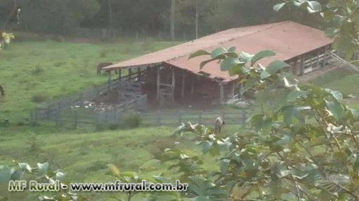 FAZENDA PARA GADO NA RGIÃO DE CHUPINGUAIA -RO COM CAPACIDADE PARA 4000 BOIS