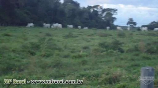 FAZENDA PARA GADO NA RGIÃO DE CHUPINGUAIA -RO COM CAPACIDADE PARA 4000 BOIS