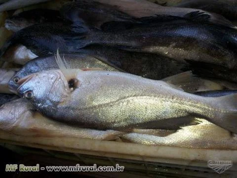 PEIXES DA REGIÃO BAIXO AMAZONAS