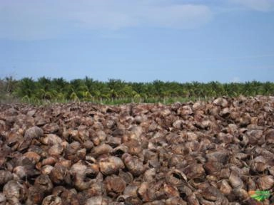 Imagem Fibra de Coco Imagem Fibra de Coco