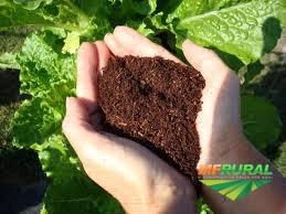 Fibra de Coco Imagem Fibra de Coco