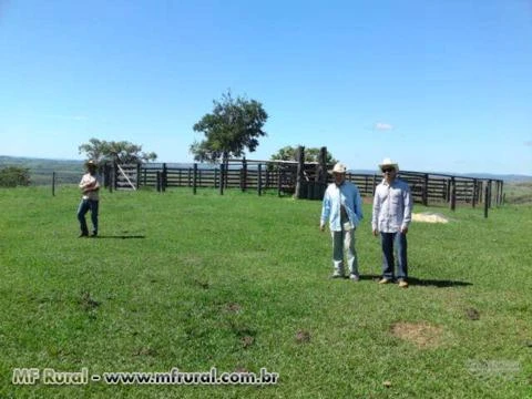 Fazenda 1670 ha proxima Patos de Minas, Eucalipto, Gado e Cana
