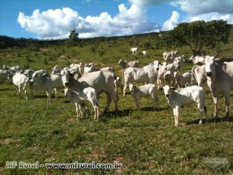 Fazenda 1670 ha proxima Patos de Minas, Eucalipto, Gado e Cana