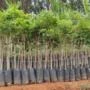 Mudas de árvores para reflorestamento