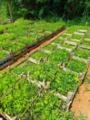 Mudas de Sansão do Campo no Atacado - Dona Euzébia/MG Imagem Mudas de Sansão do Campo no Atacado - Dona Euzébia/MG